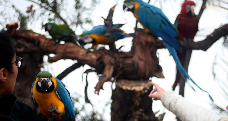Detienen a mujer en exposición de animales en Valdivia