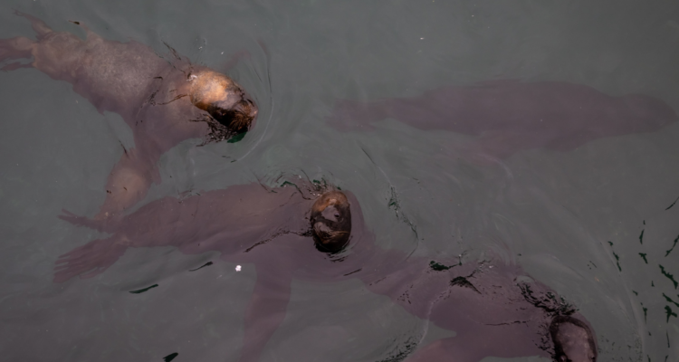 Denuncian muerte de lobos marinos