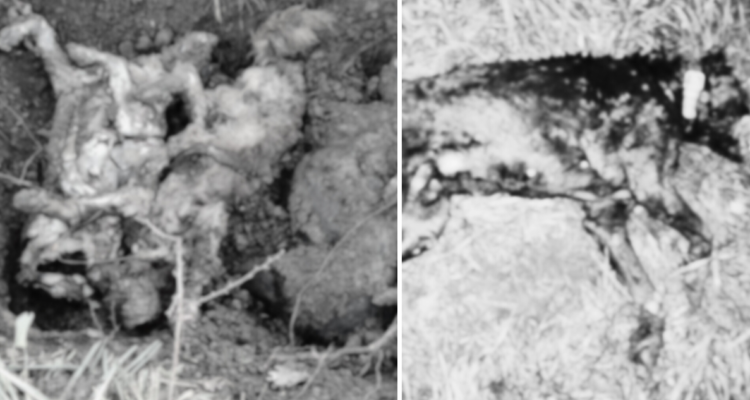 Cadáveres de perros en fosa en Río Negro