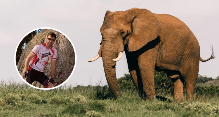 Turista español muere aplastado por elefante en Sudáfrica: se acercó demasiado para tomar una foto