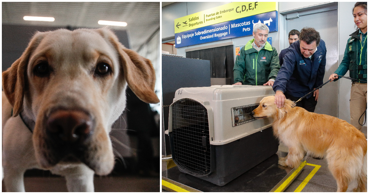 Ante aumento de viajes con mascotas: Gobierno anunció nuevas facilidades para dueños de perros y gatos