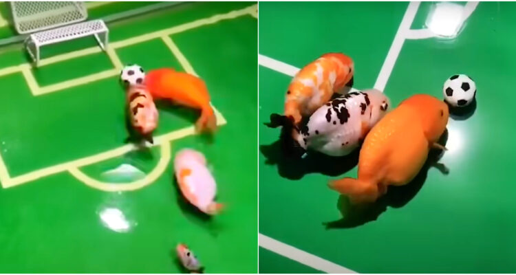 Video de peces “jugando” fútbol se viraliza tras intervención de ONG Veg en debate de la Ley de Pesca