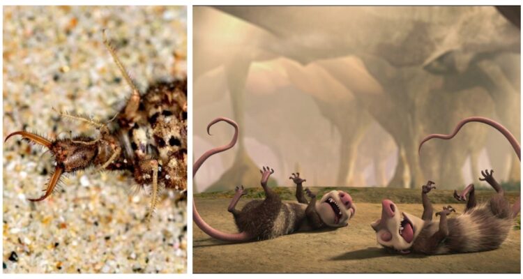 El comportamiento de inmovilidad, es decir, cuando los animales se hacen los muertos, es común y se observó en larvas de hormigas león.