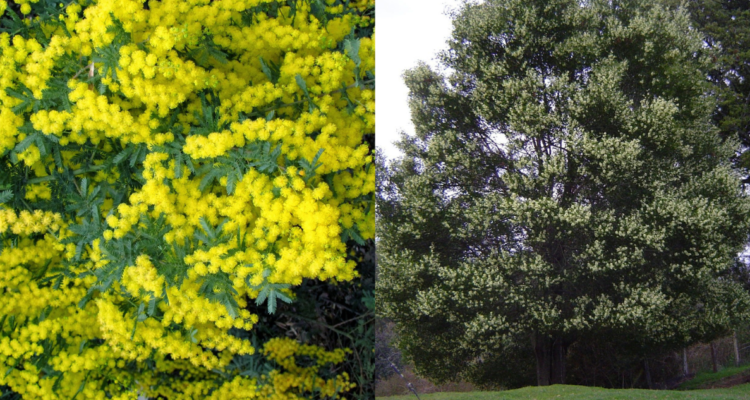 Los efectos negativos que tiene el aromo en los árboles nativos de Chile: es una especie invasora