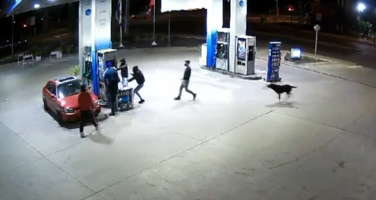 Cinco detenidos por asalto a servicentro de Calera de Tango