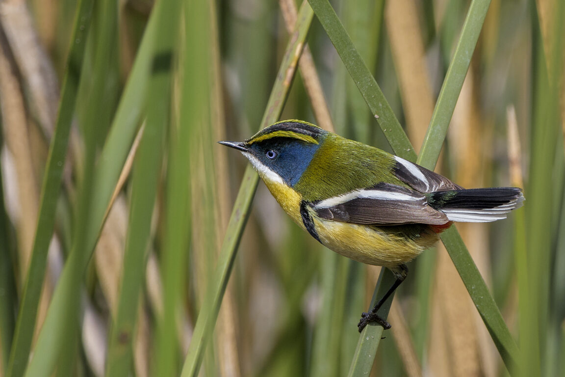 Ave siete colores en la Laguna de Batuco