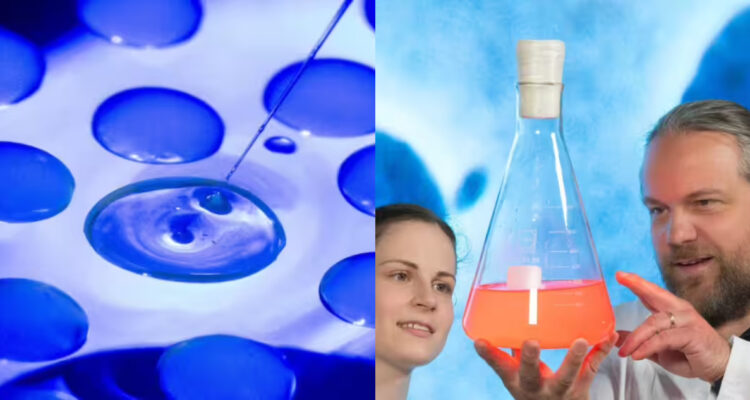 Descubren un organismo unicelular “imposible” para la biología: “Nadie había observado nada parecido”