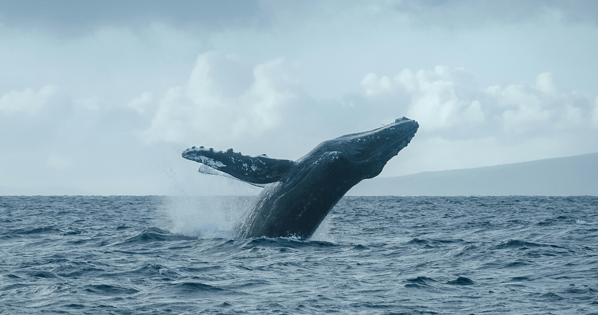 Chile podría perder su derecho a proteger ballenas por deuda que el Estado no ha pagado en dos años
