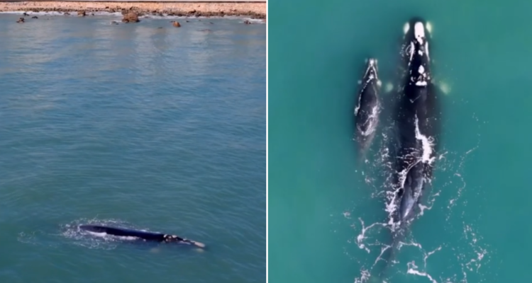 Ballena y cría en Concón