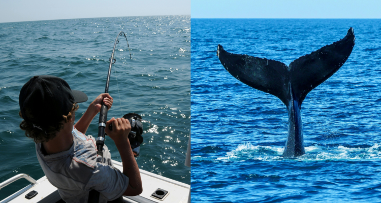 Ballena noquea con su cola a un pescador en Australia: hombre quedó inconsciente y lesionado