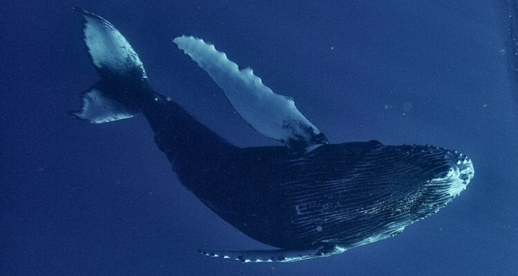 Imagen que muestra a una ballena jorobada solitaria