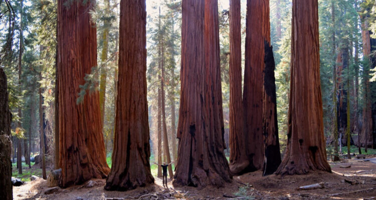 Hyperion, el ser vivo más alto del planeta: ¿por qué su ubicación permanece secreta y restringida?