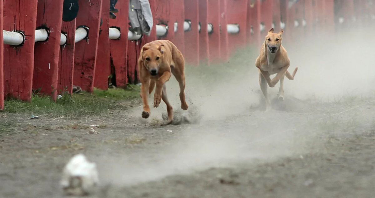 Cámara rechaza proyecto que buscaba prohibir y sancionar la organización de carreras de perros