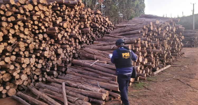 Más de 400 personas han sido detenidas por robo de madera desde 2021 en la provincia de Arauco
