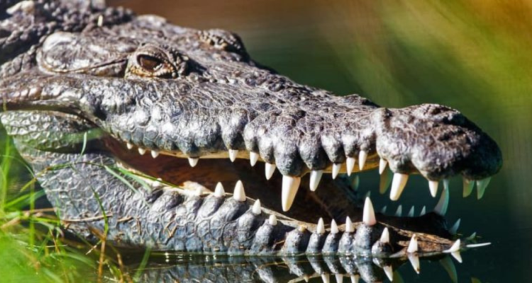 Cocodrilo de 5 metros fue sacrificado