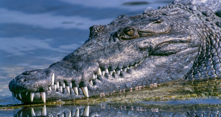 Una mujer falleció luego de ser atacada por un cocodrilo en un río de Indonesia. El reptil debió ser sacrificado para recuperar el cuerpo de la víctima.