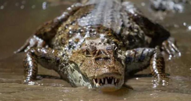 Cocodrilo con restos humanos