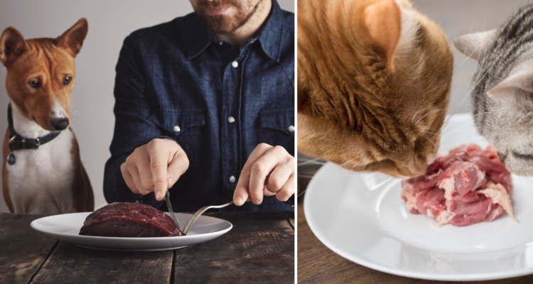 ¿Es recomendable dar comida de humanos a perros y gatos? Esto es lo que dice una experta