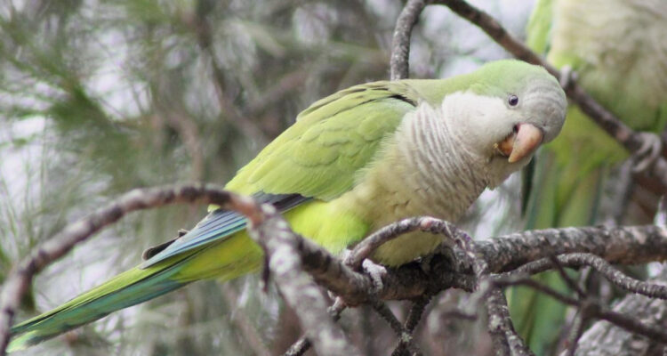 Cotorra argentina | Detectan peligrosa bacteria en cotorras que invadieron Santiago: produce un cuadro letal en humanos