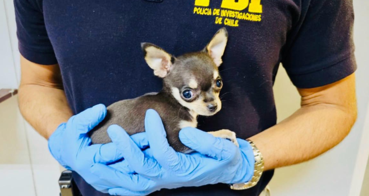 Detienen a extranjera por maltrato animal y contrabando en Arica: ocultaba un “Chihuahua” en su ropa