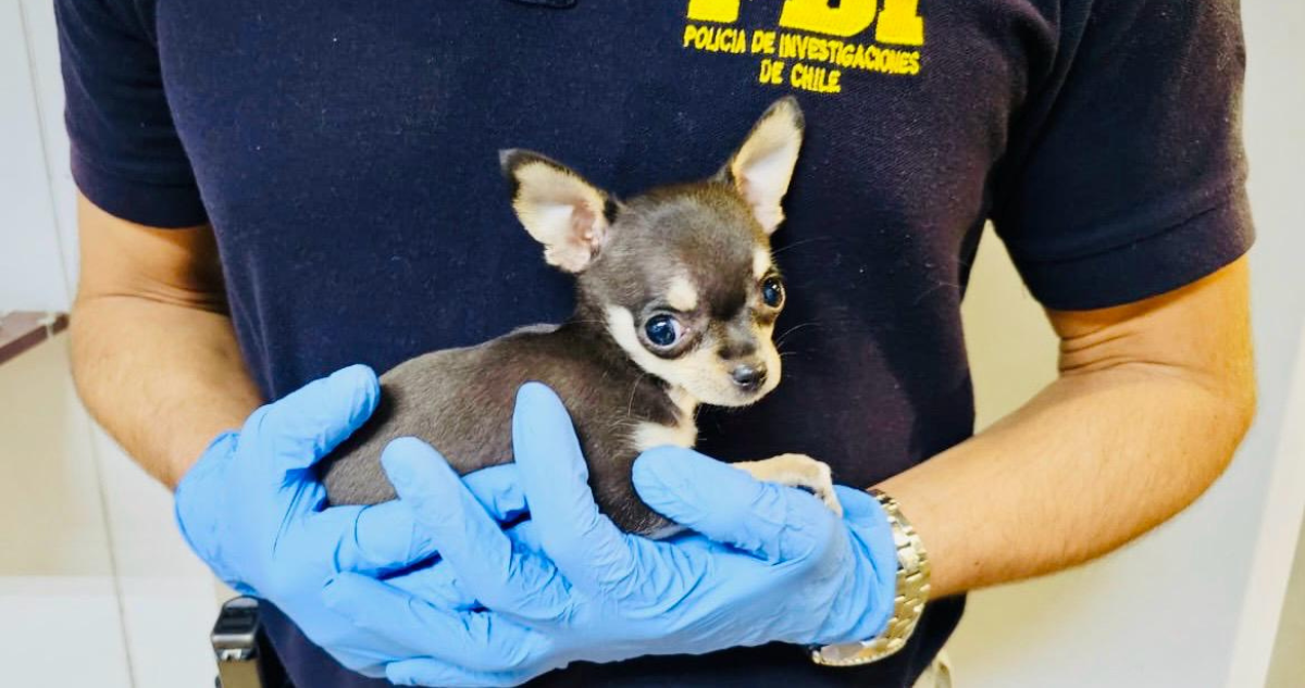 Detienen a extranjera por maltrato animal y contrabando en Arica: ocultaba un “Chihuahua” en su ropa