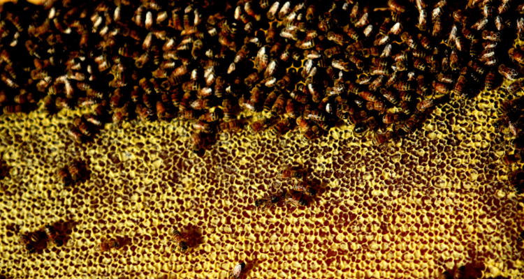 Imagen de colmena por Día Nacional de la Miel