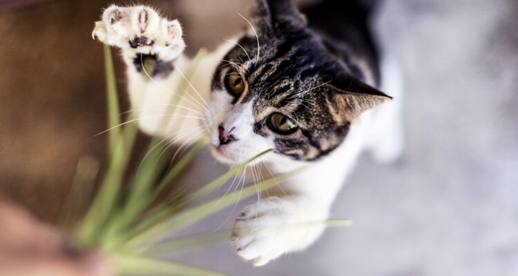 Chile es el líder en la región en cantidad de felinos mascota. Y hoy es el día del gato, así que estos son algunos tips para cuidarlos mejor.