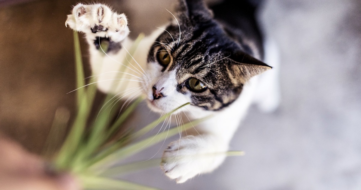 Chile es el líder en la región en cantidad de felinos mascota. Y hoy es el día del gato, así que estos son algunos tips para cuidarlos mejor.