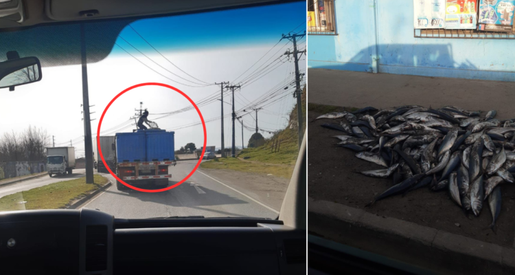 “Los gatos” en Talcahuano: anuncian acción legal contra grupo que roba pescados desde camiones
