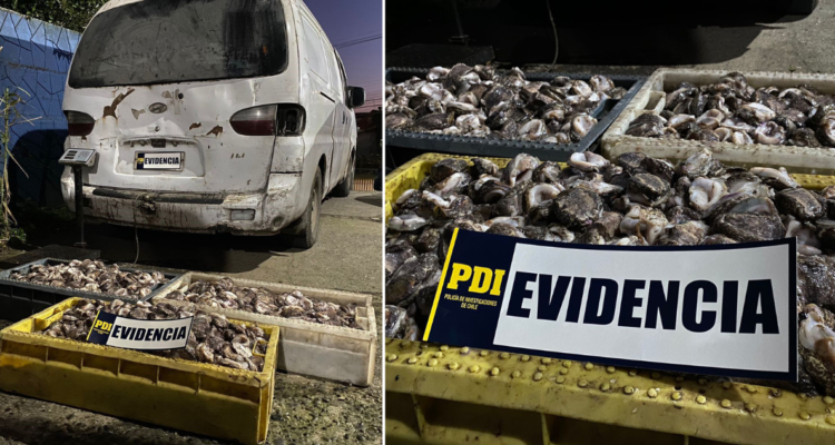 Incautan 2.600 unidades de “locos” en Ancud: productos fueron avaluados en $3 millones