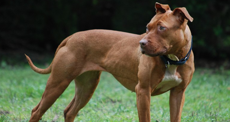 Hombre de 80 años fue brutalmente atacado por pitbulls en Santa Juana: está internado de gravedad