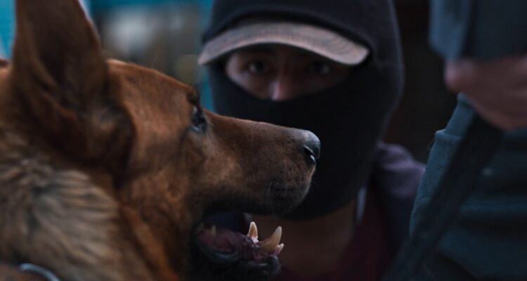 El ladrón de perros