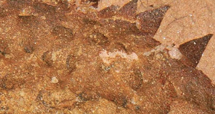 Una nueva especie de criatura marina que vivió hace 500 millones de años, se encontró en el sur de China. Su revelación explicaría cómo fueron los ancestros de los moluscos.