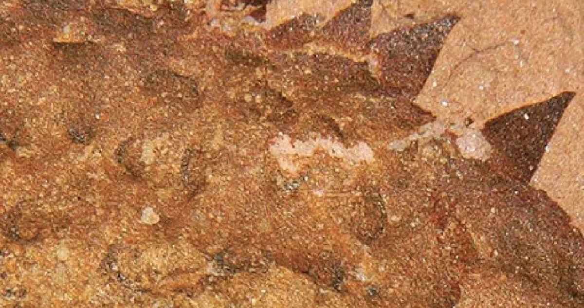 Una nueva especie de criatura marina que vivió hace 500 millones de años, se encontró en el sur de China. Su revelación explicaría cómo fueron los ancestros de los moluscos.