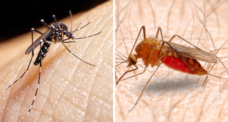 Las enfermedades más peligrosas transmitidas por los mosquitos