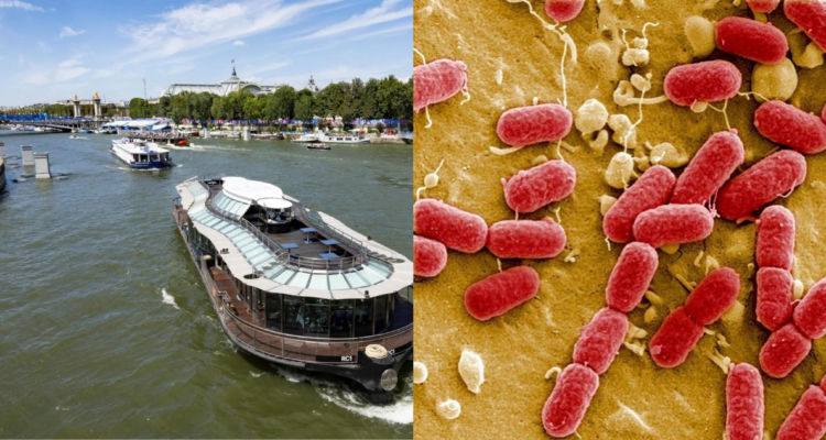 Escherichia coli: así es la bacteria que abunda en el río Sena y que dejó hospitalizada a atleta belga
