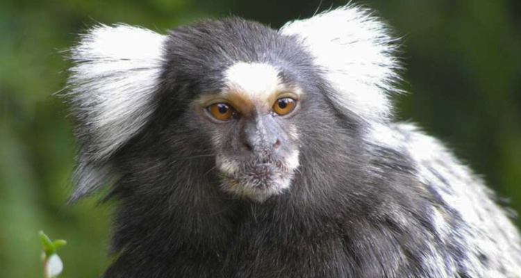 Un reciente estudio reveló que los monos tití se comunican entre sí, al igual que lo hacen los humanos o ciertos mamíferos inteligentes.