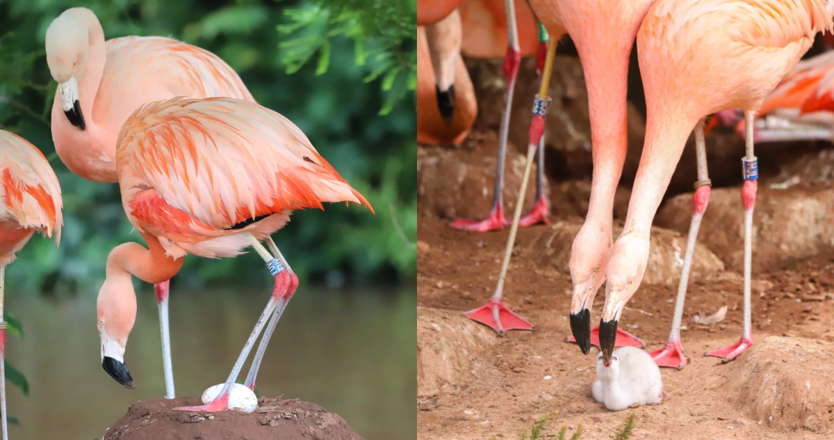 Pareja de flamencos chilenos que empollaron un huevo juntos