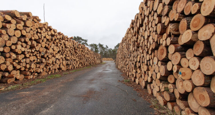 Detienen a tres sujetos por robo de madera en Paillaco y Mariquina