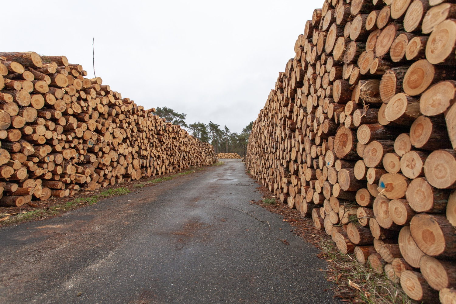 Detienen a tres sujetos por robo de madera en Paillaco y Mariquina