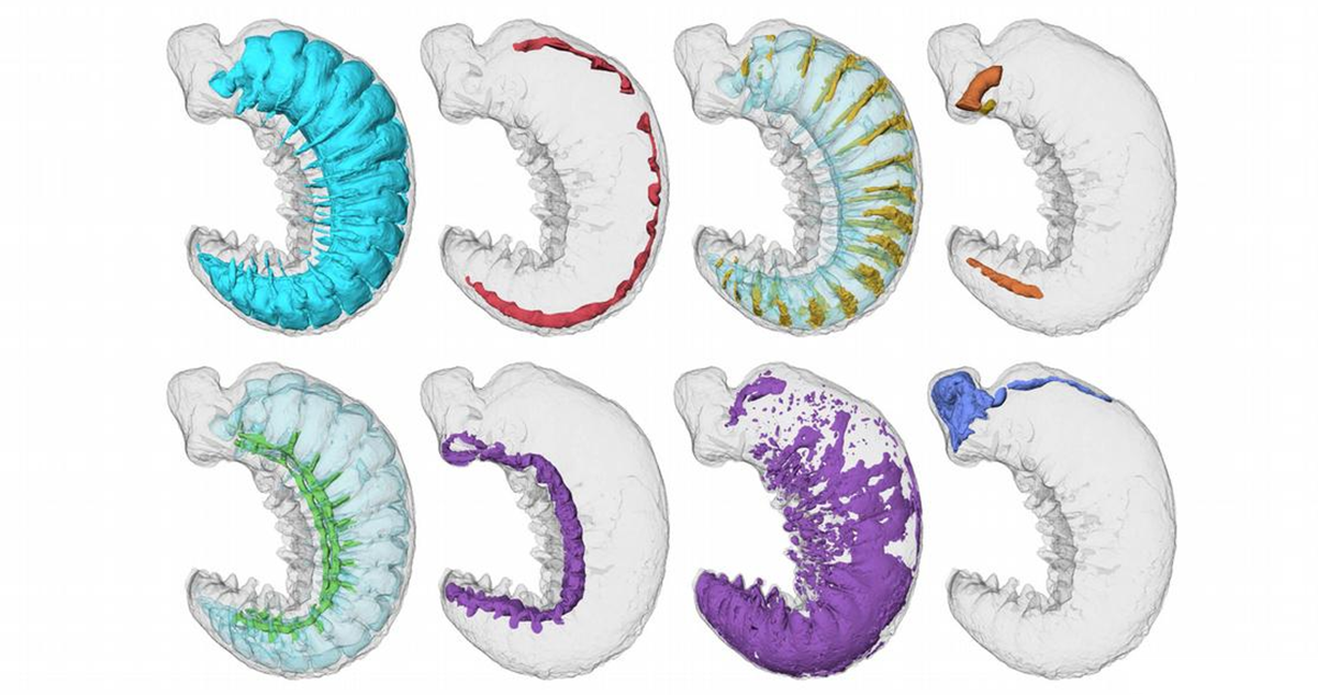 Un fósil de una larva de hace 520 millones de años, llamado Youti yuanshi, revela claves evolutivas de insectos, arañas y cangrejos.