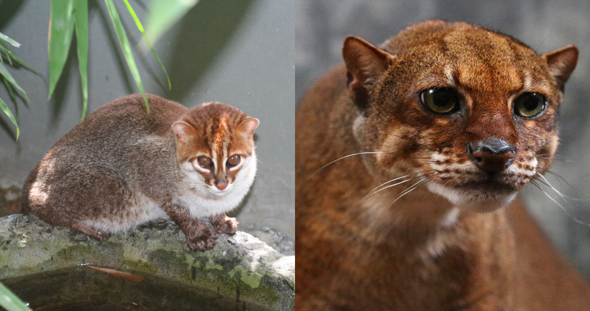Día del Gato | Gato capeza plata y gato de Borneo