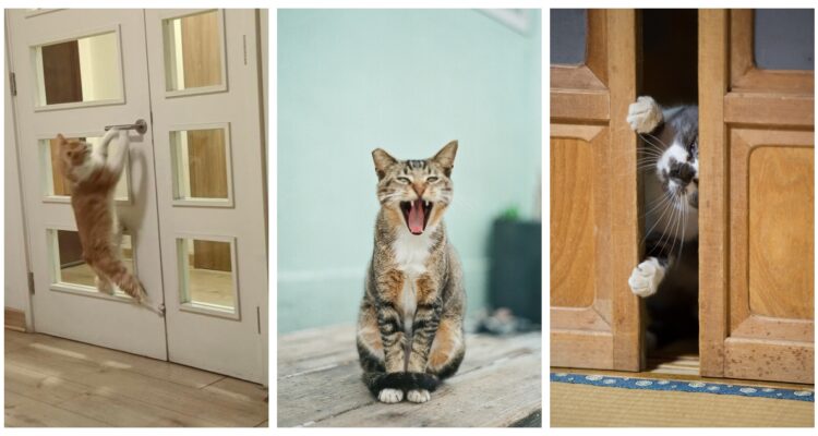 Los gatos alegan por puertas cerradas: tienen “temor a perderse algo” según especialistas, motivados por la curiosidad y territorialidad.
