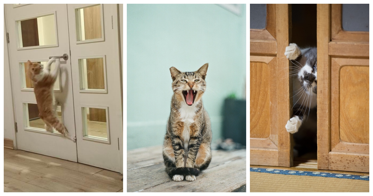 Los gatos alegan por puertas cerradas: tienen “temor a perderse algo” según especialistas, motivados por la curiosidad y territorialidad.