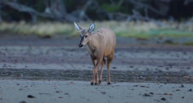Avistamiento de un huemul en Magallanes