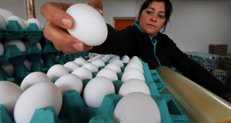 Ante próxima migración de aves: Gremios analizan cómo mitigar posible nuevo brote de influenza aviar