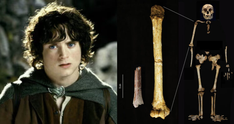 Fósiles revelan nuevos detalles sobre la antigua y enigmática especie de humanos “Hobbit”