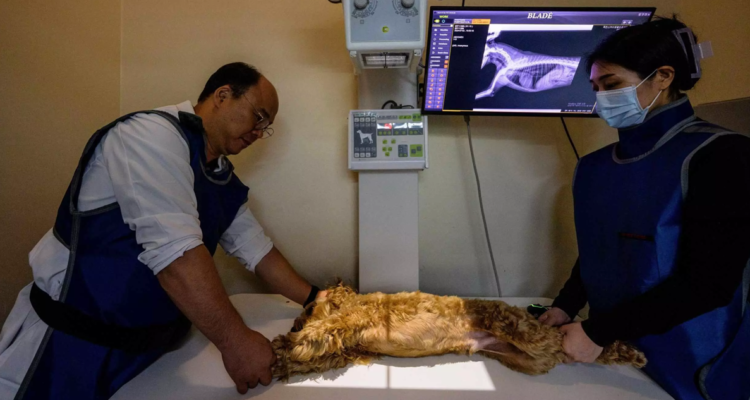 El veterinario Oh I-se (I), toma un rayo X del perro Mozzi junto a una asistente utilizando la aplicación X Caliber, el 2 de julio de 2024 en Yongin, Corea del Sur. | RFI