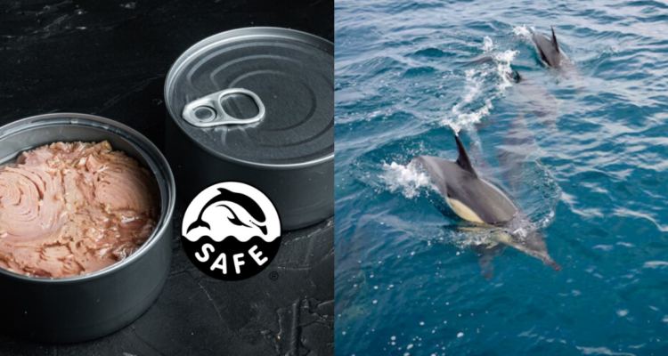 Dolphin Safe atún