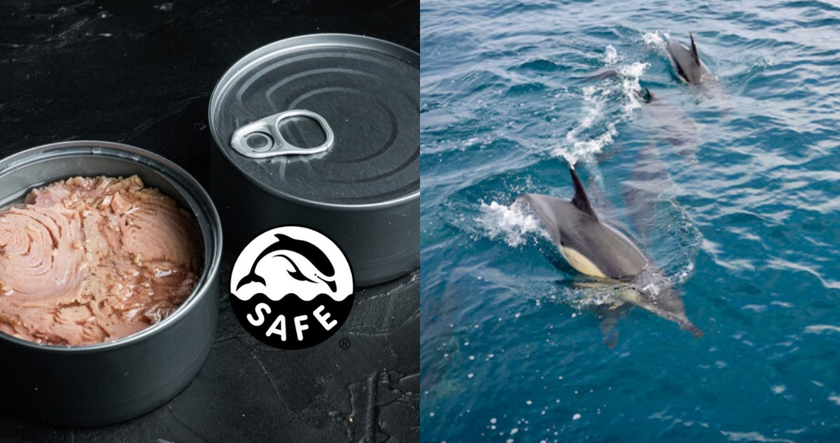 Dolphin Safe atún